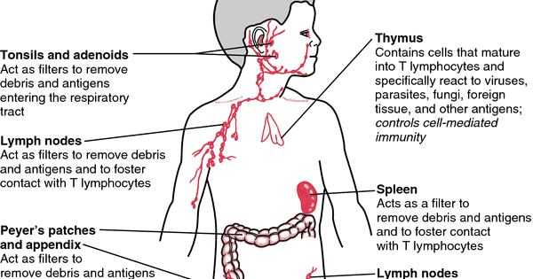 Can suggest Tonsil and adenoid problems in adults sorry About Tonsil and adenoid problems in adults